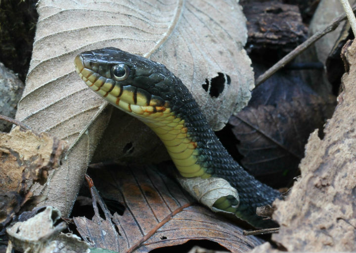 Yellowbelly Water Snake